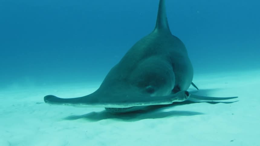 A hammerhead shark rubs against the sand traveling underwater