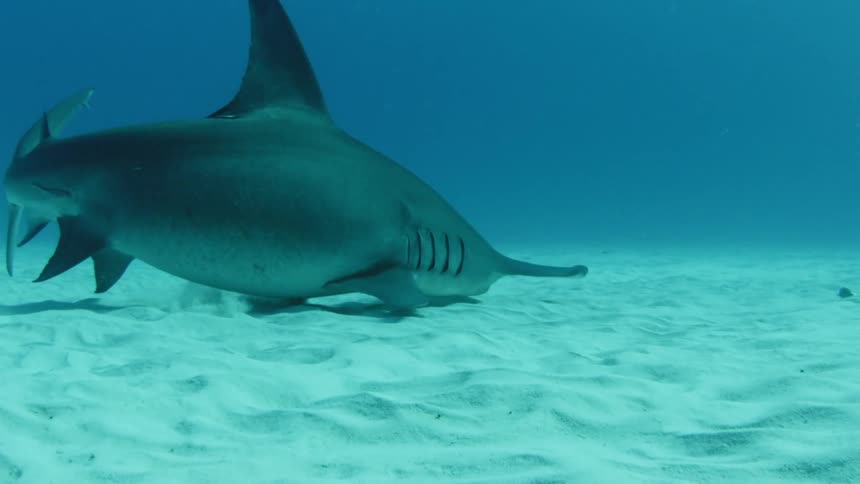 A hammerhead shark skims the ocean floor