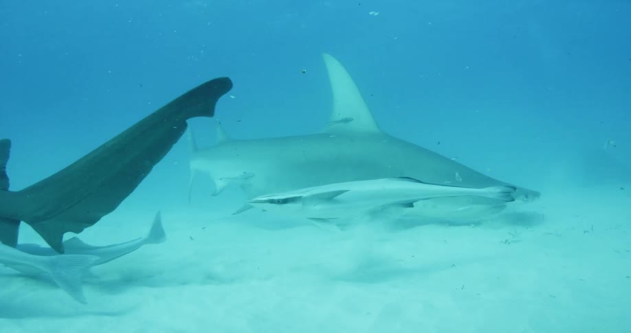 Fish and a shark swim at the bottom of the ocean