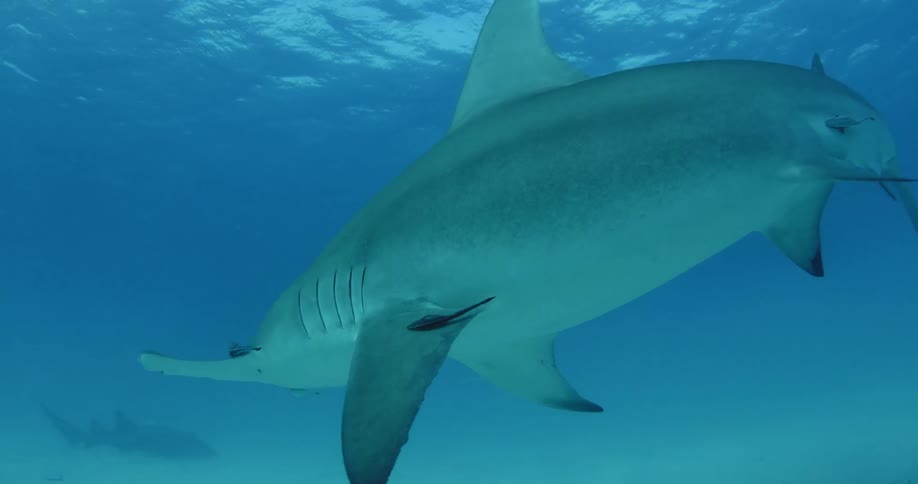 A person films a hammerhead shark swimming around