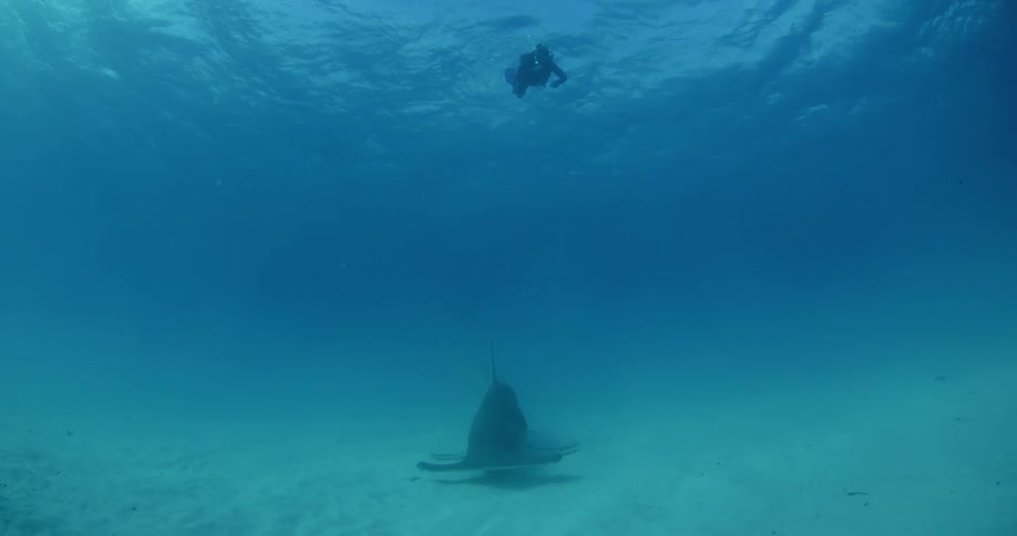 A scuba diver swimming above a hammerhead shark