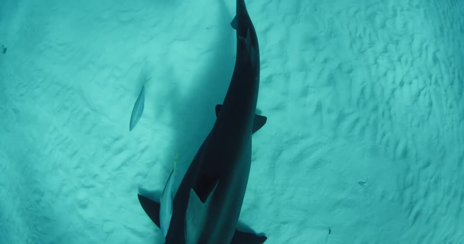 A hammerhead shark skims the ocean floor