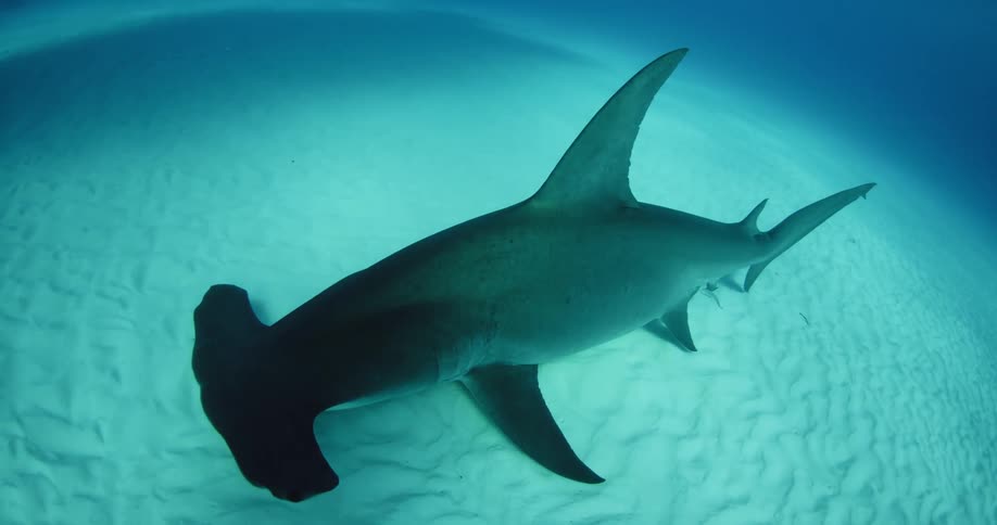 A hammerhead shark skims the ocean floor