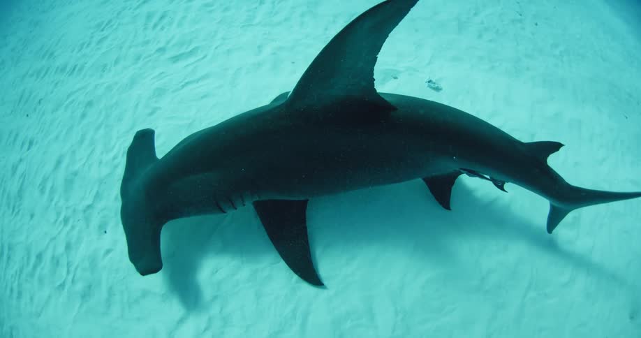 Shark swimming low to the ocean floor