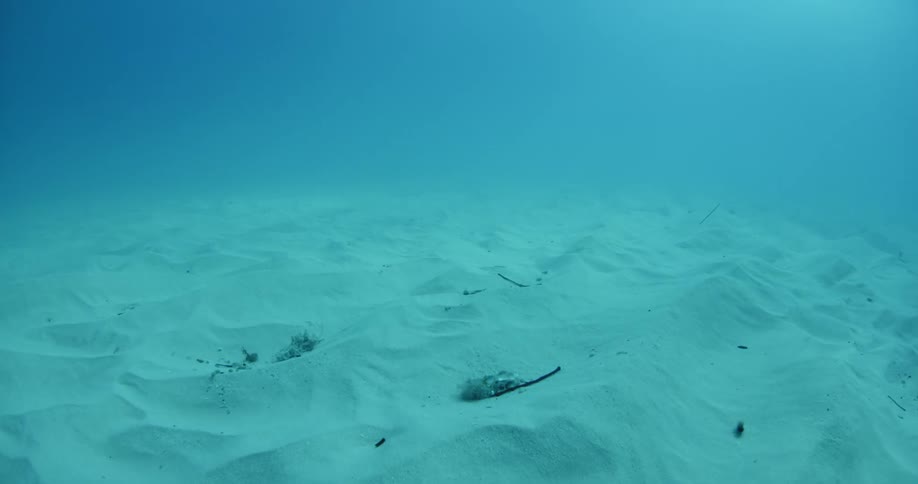 A sandy seabed is shown