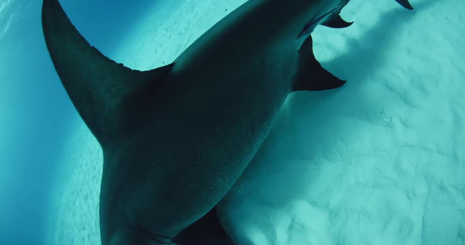 A hammerhead shark swims next to the ocean floor
