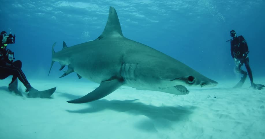 A hammerhead shark passes by two divers