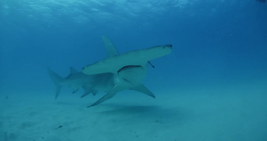 A hammerhead shark moves in the dark water