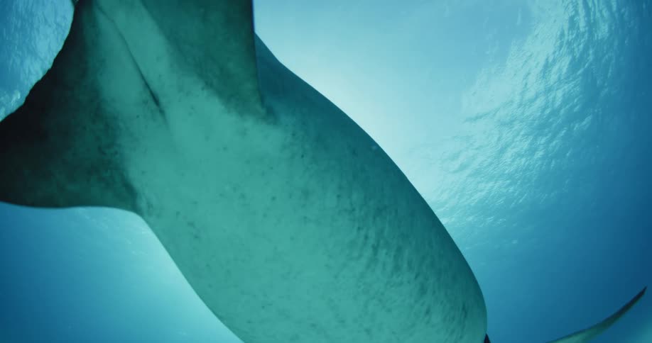 A hammerhead shark swims in the ocean