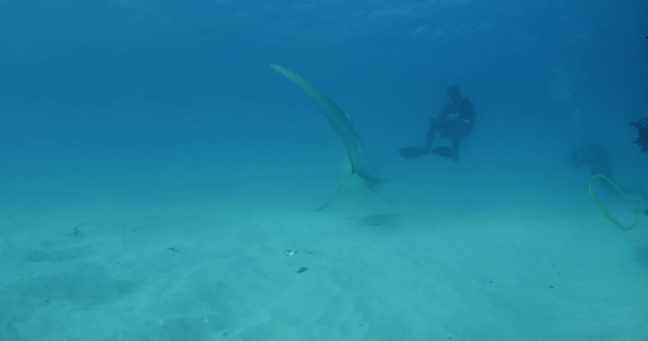 A hammerhead shark swims after a scuba diver