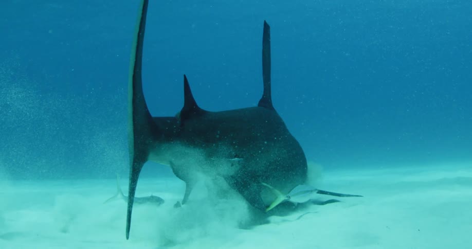 Shark swimming low to the ocean floor kicking up sand