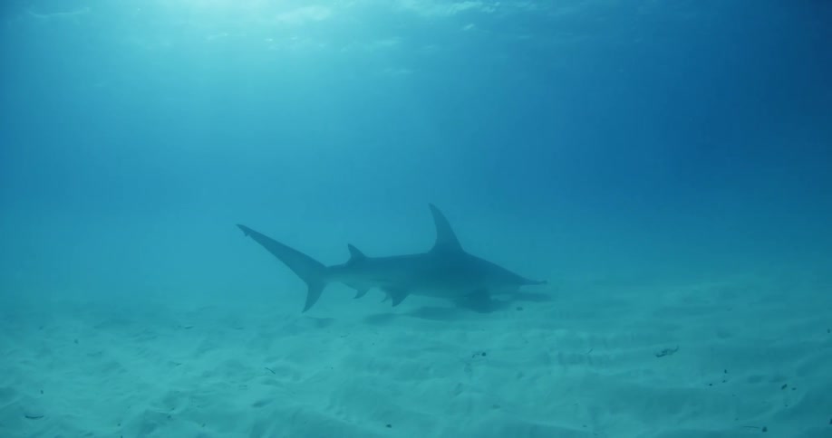 A shark dives towards the sand underwater
