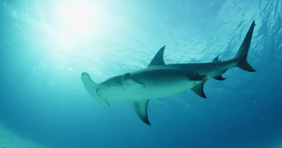 A hammerhead shark swims in the ocean