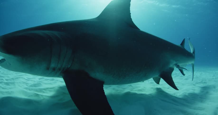 Diver looking at a shark swimming underwater