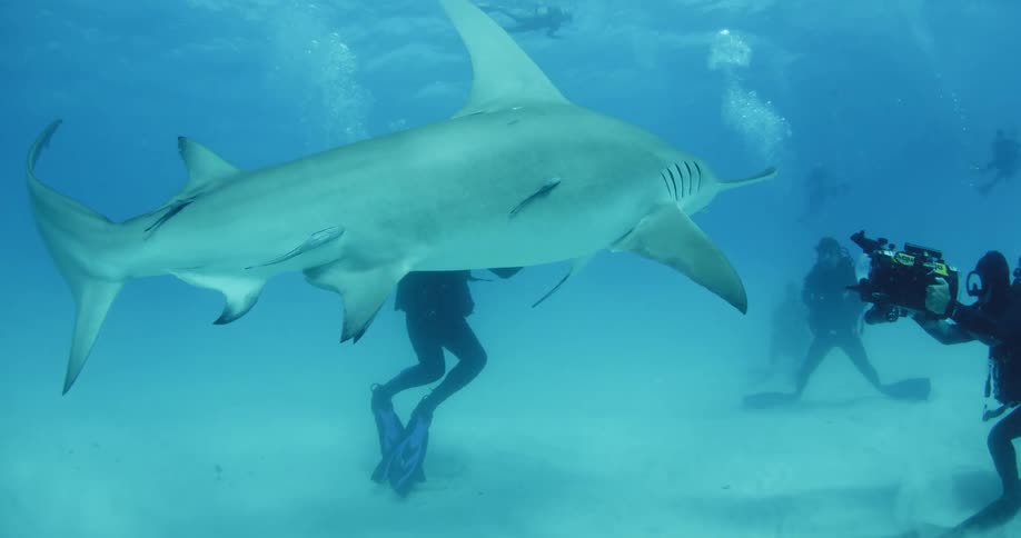 A diver is filming a shark that is swimming close to him and a group of other divers