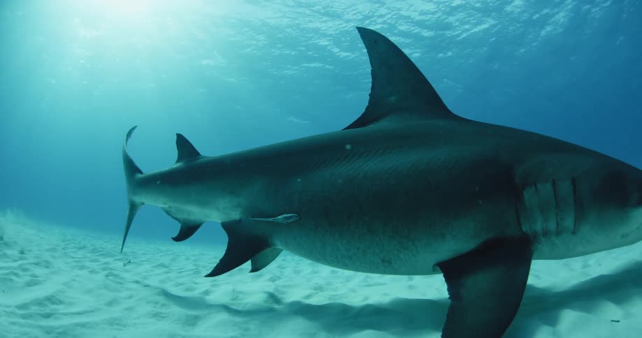 Hammerhead shark swims on the bottom of the ocean