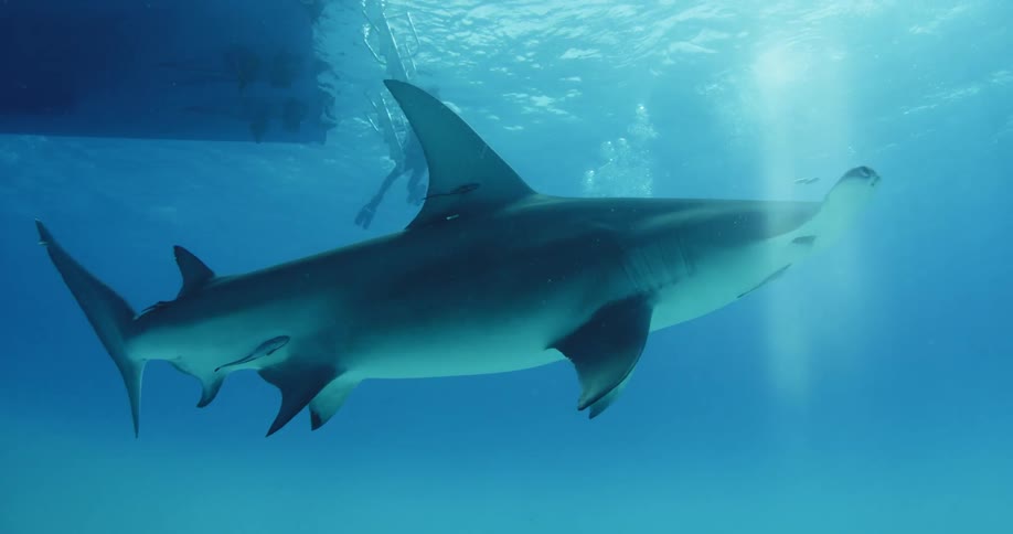 Divers swim near a shark in the ocean