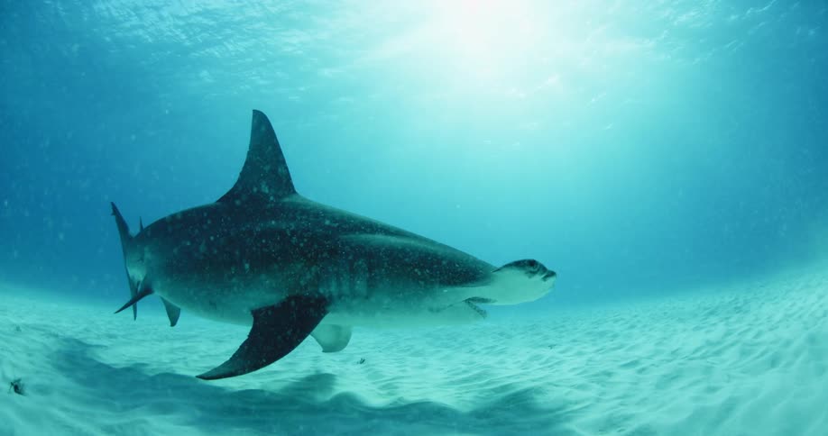 A hammerhead shark swims with sunlight shining overhead