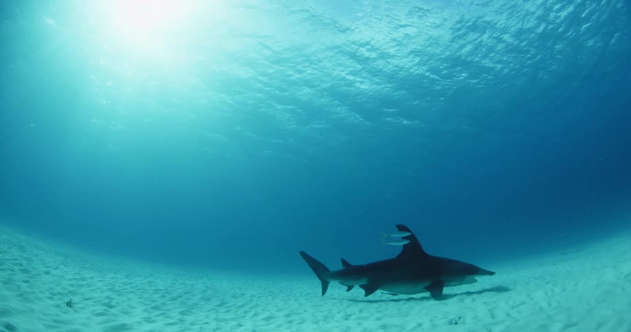 A shark swims near the ocean floor as sunlight streams through the water above