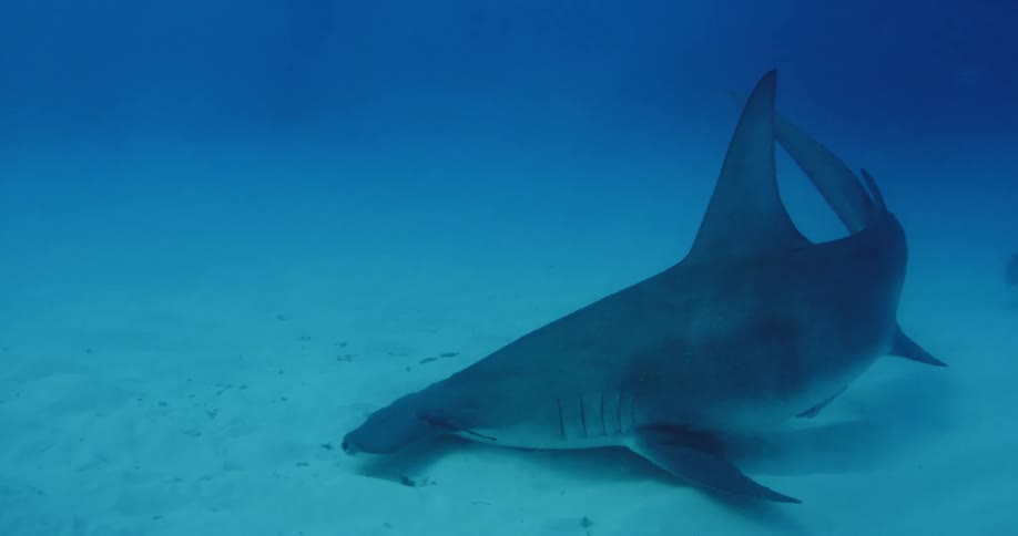 A hammerhead shark swims around