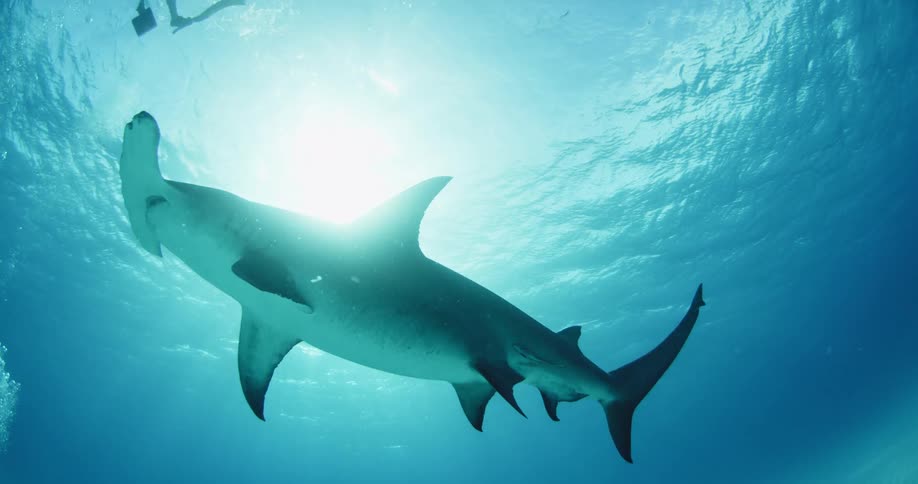 A shark is swimming up toward the ocean's surface