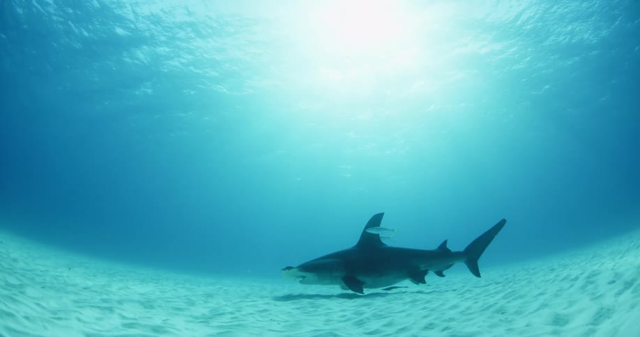 A hammerhead shark swims on a sunny day