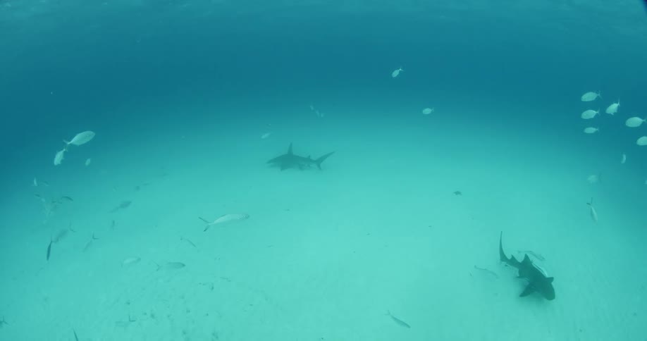 Sharks swim in the ocean as fish scatter around them