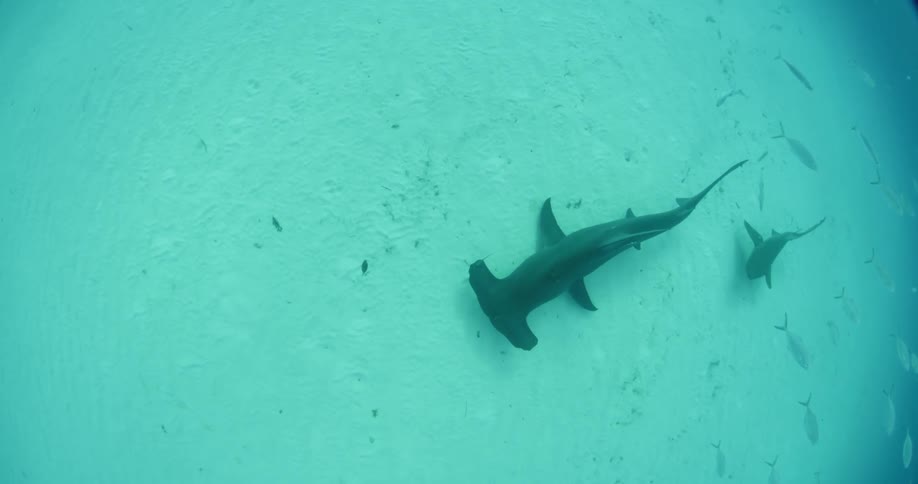 A school of fish are swimming around a shark on the ocean floor