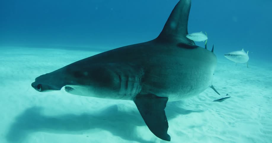 A hammerhead shark swims underwater with fish following