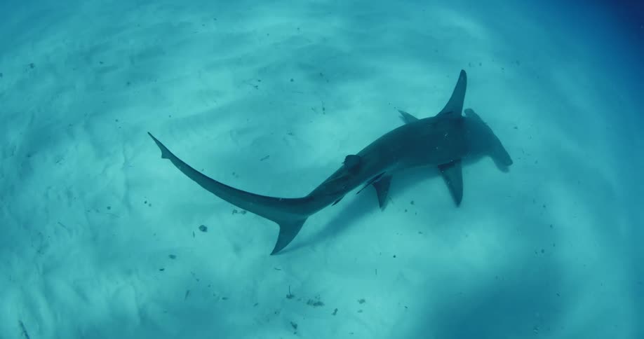 A hammerhead shark skims the ocean floor
