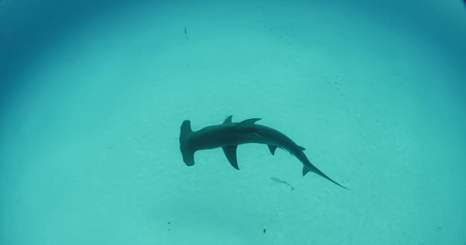 Shark swimming underwater with a small fish swimming under it