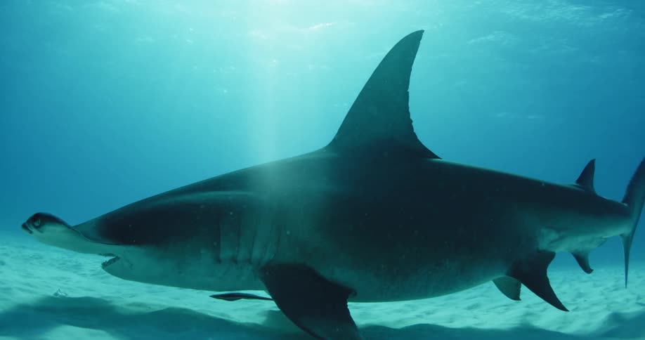 A shark is swimming passed a camera on the ocean floor