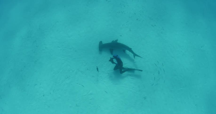Hammerhead shark and scuba diver swimming close to each other