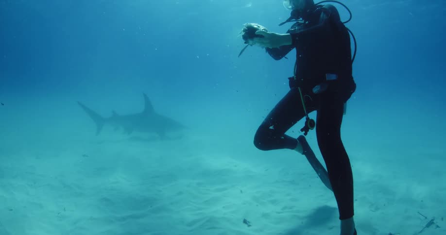A diver chuffs a piece of fish while he swims with some sharks