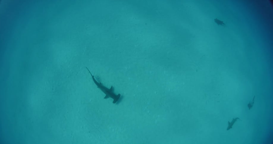 A hammerhead shark is swimming near the bottom and someone is filming from up above looking down on it