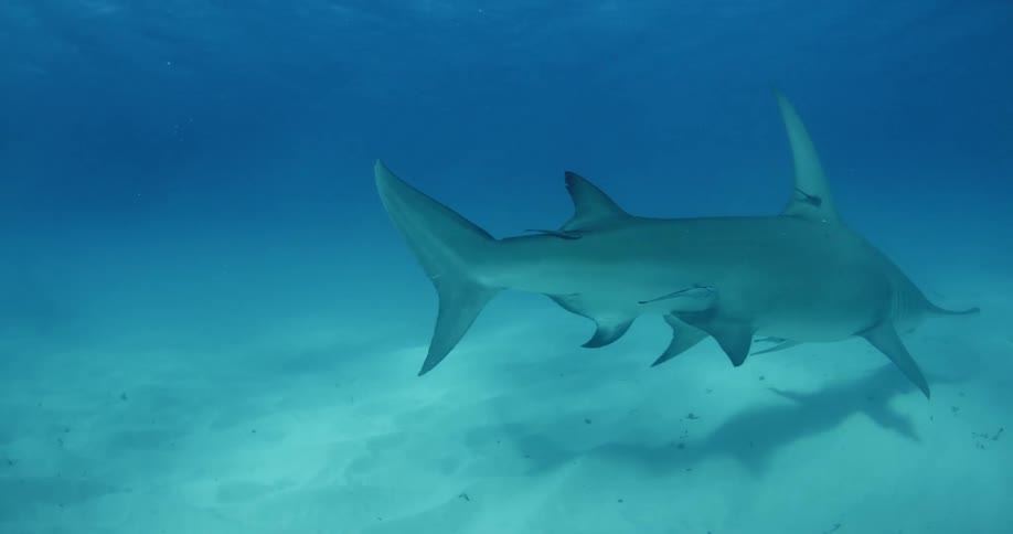 Shark swimming low to the ocean floor