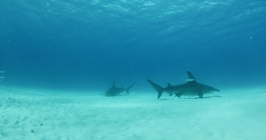 A shark is swimming around the bottom of a sandy ocean