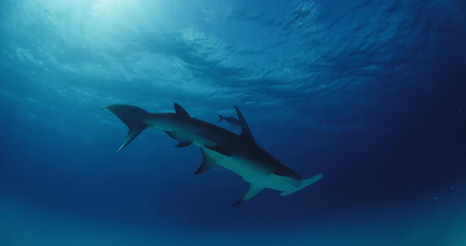 Shark swimming in the ocean next to a diver with small fish swimming above it