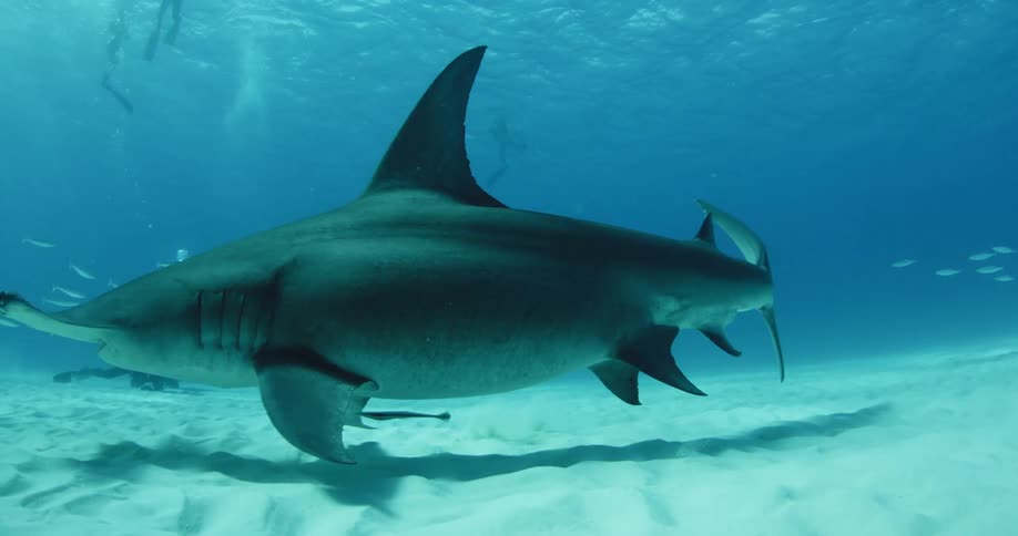 A hammerhead shark swims at the bottom of the ocean