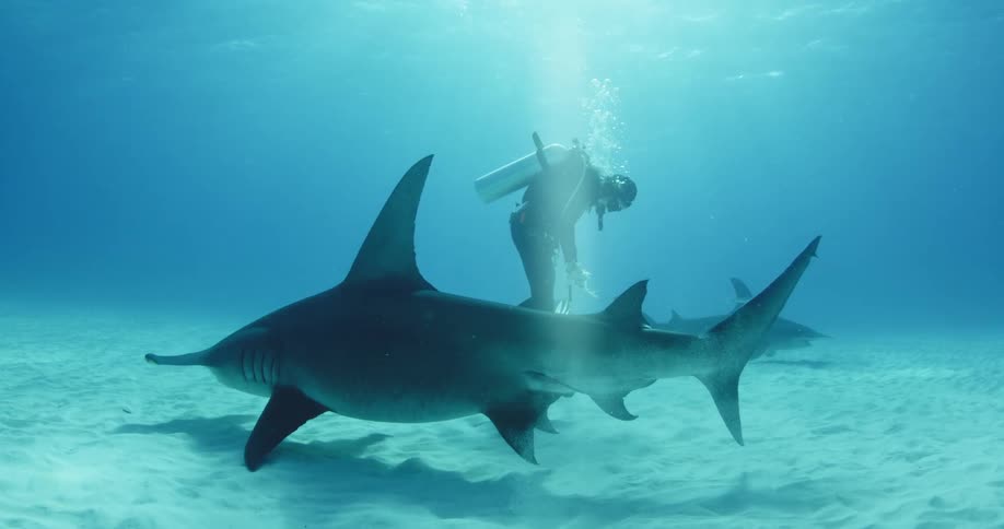 A diver is circled by large sharks