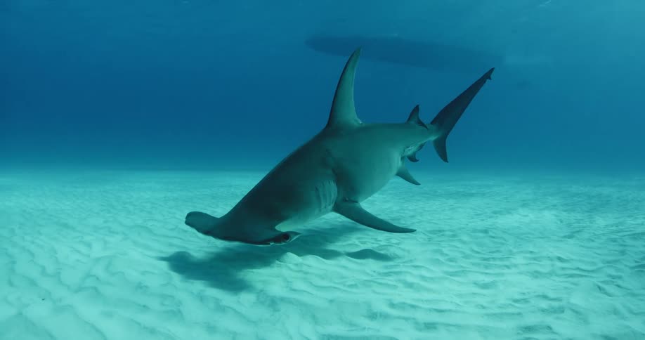A hammerhead shark on the ocean floor