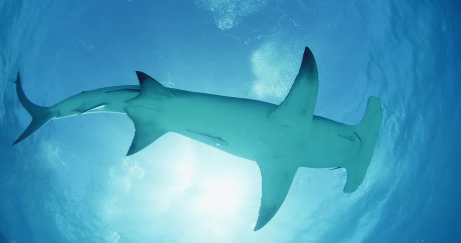 Divers swim with fish and sharks in the ocean