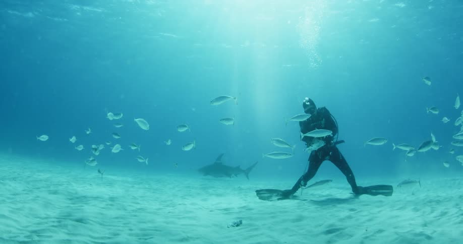 Fish swimming around a scuba diver