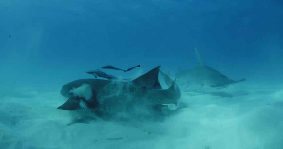 Fish scurry away from a diving shark