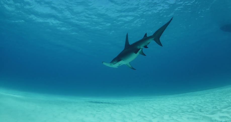 Lone hammerhead shark swimming through the waters