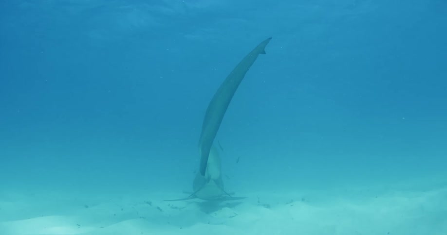A shark swims in the ocean