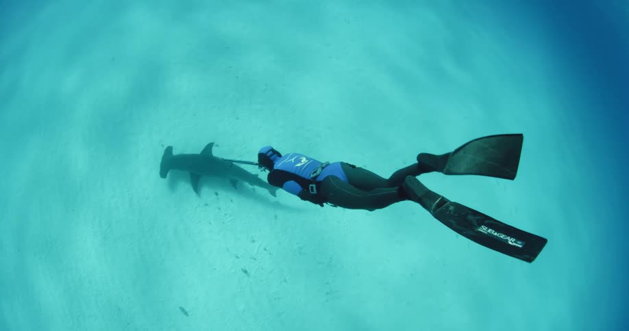 A scuba diver swims towards a shark
