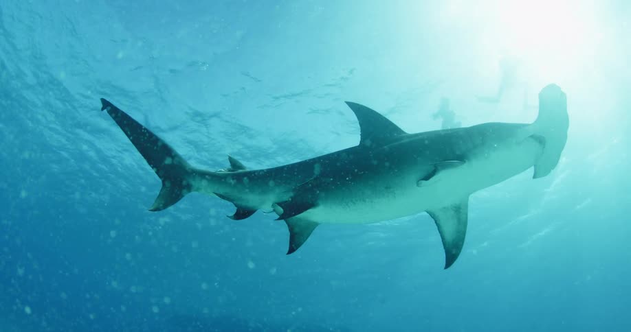 A huge hammerhead shark travels in the water with people wading in the water above
