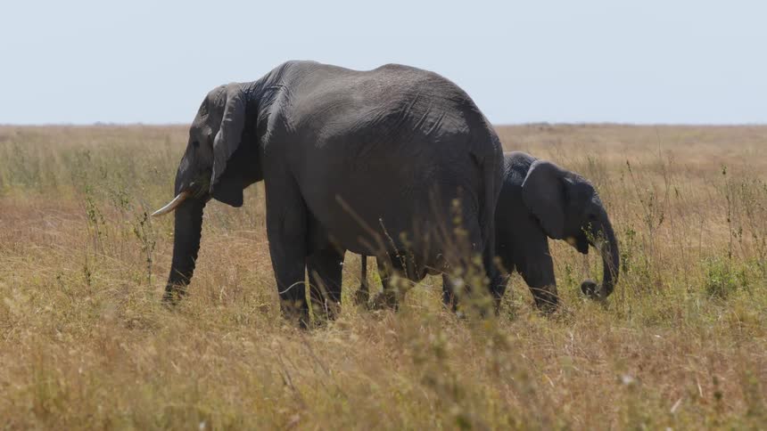 An elephant and its baby graze in a field