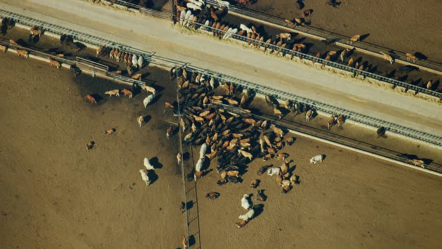 Aerial tight of a cattle feedlot in Middle America's Heartland food production